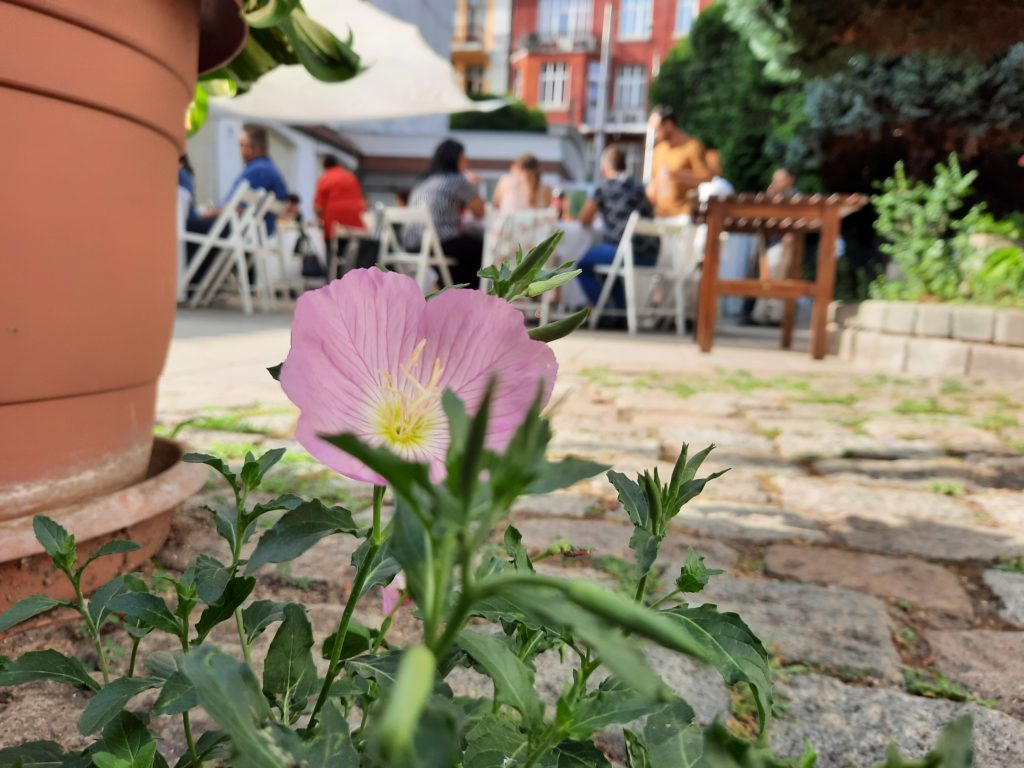 Flower blooms in Bulgaria